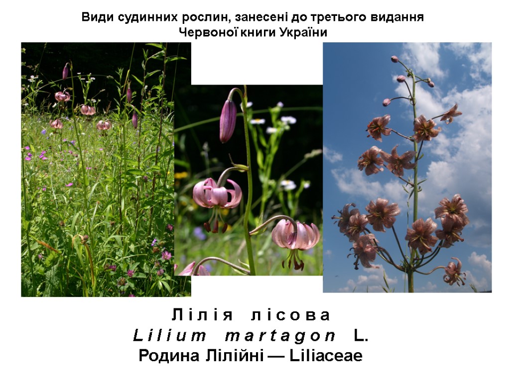 Види судинних рослин, занесені до третього видання Червоної книги України Л і л і